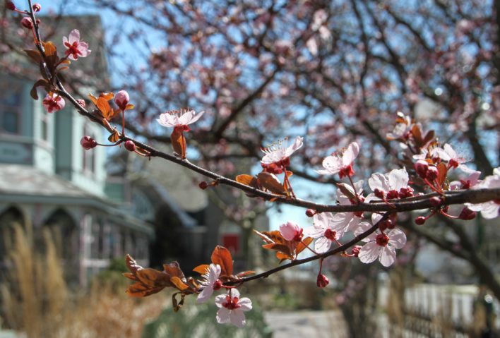 Blooming cherry blossoms