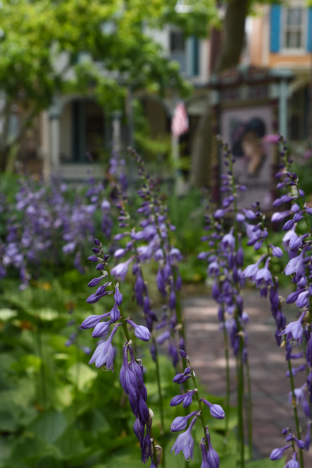 Hostas in bloom