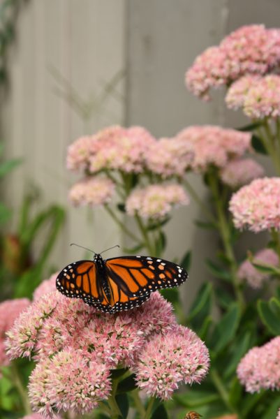 Butterfly on Hughes Street