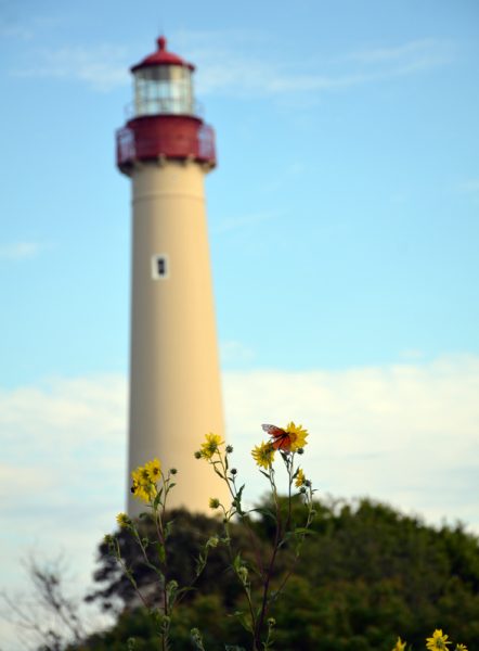 The Delicate & the Sturdy