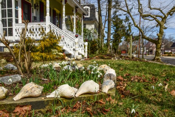 Snowdrops & Seashells on Washington Street