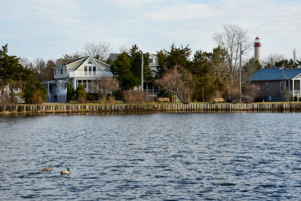 Ducks on Lake Lily