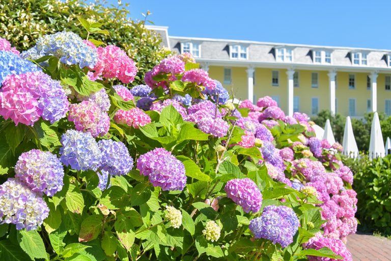 Hydrangea Season Cape May Picture of the Day