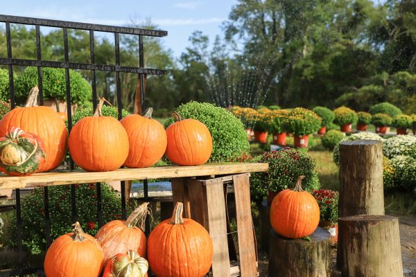 The Harvest