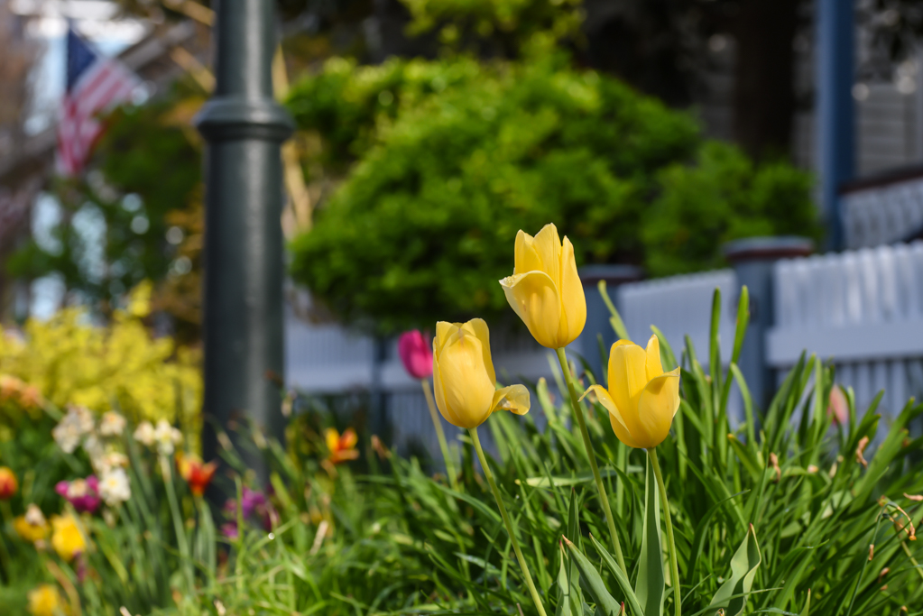 April showers bring May flowers Cape May Picture of the Day