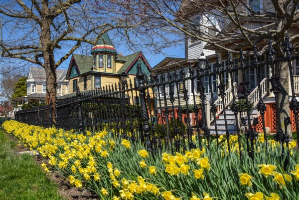 Daffodils in West Cape May