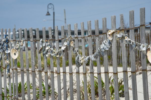 Beach Finds