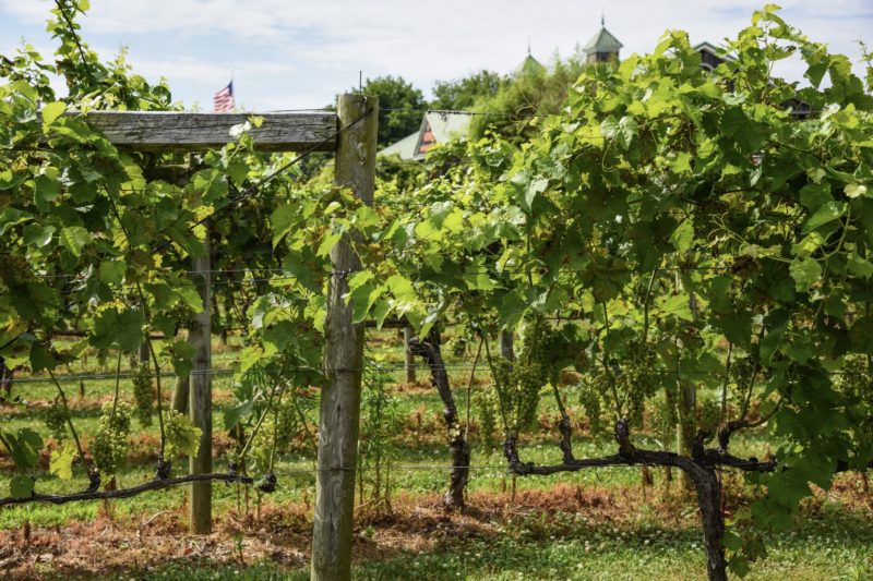 Growing Grapes