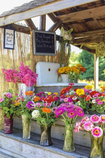 Vibrant Friday Flowers