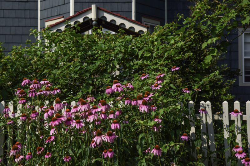 Purple Coneflowers Along Madison Avenue