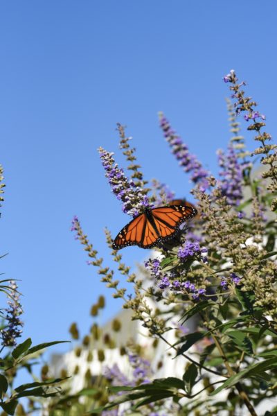 Monarch Butterfly on Beach Avenue