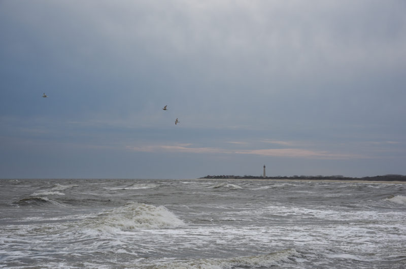 Birds in Flight