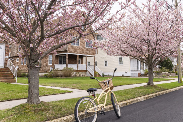 Cherry Blossoms on New Jersey Ave.