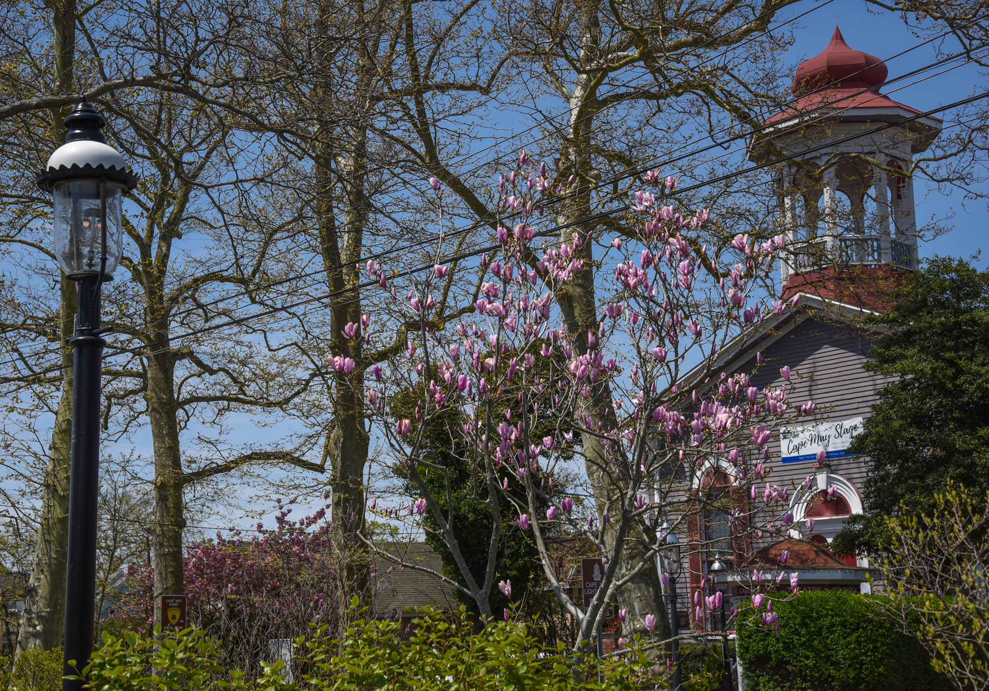 Beauty In The Park