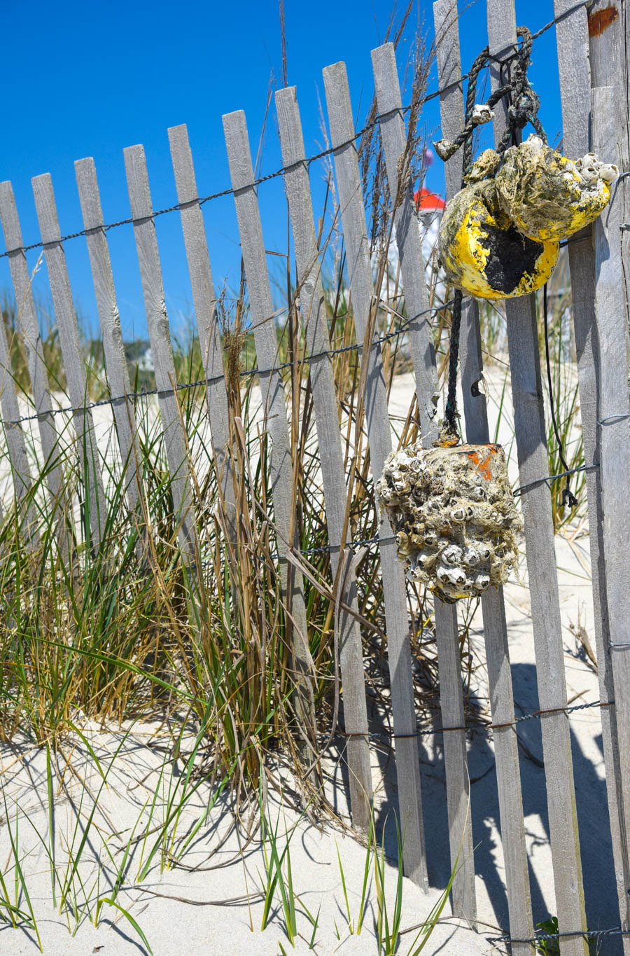 Beach Treasure