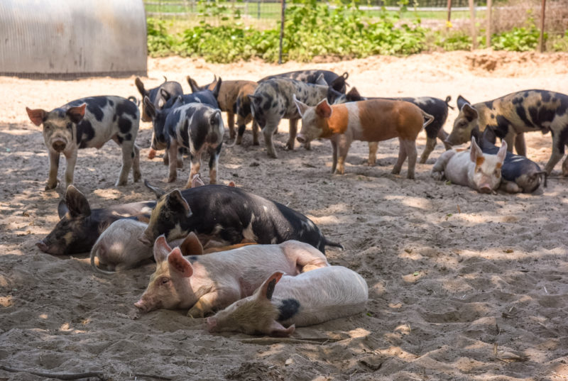 Swine at Beach Plum Farm