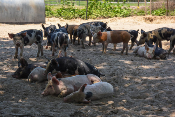 Lazy Day at Beach Plum Farm