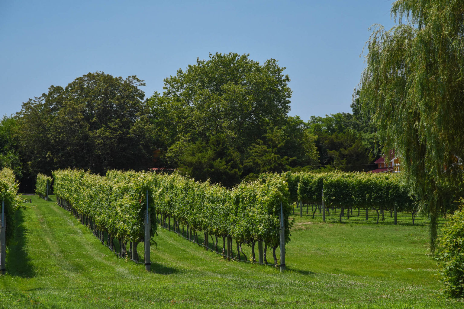 Sunlight into Wine Cape May Picture of the Day