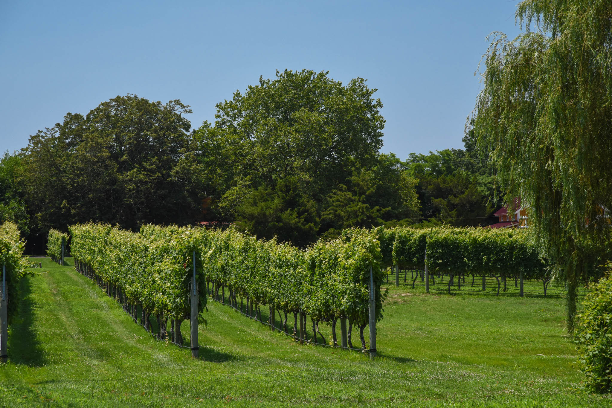 Sunlight into Wine