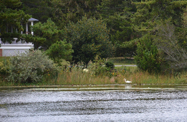 A Great Egret at Lake Lily