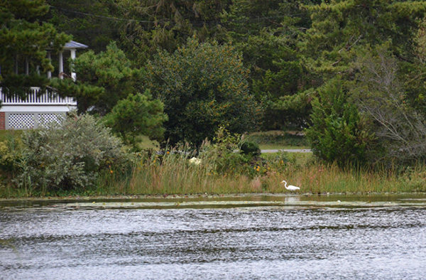 A Great Egret at Lake Lily