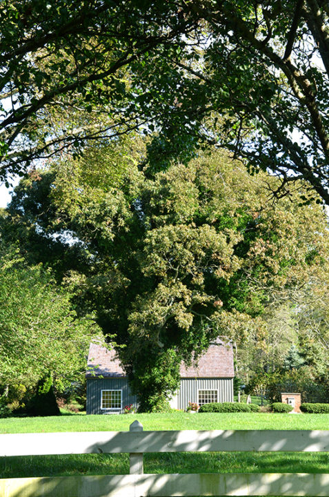 Tree from the road on Seagrove Ave. Cape May Point