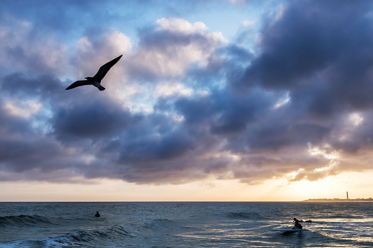 Bird flying by at sunset with clouds in the sky and surfers in the ocean