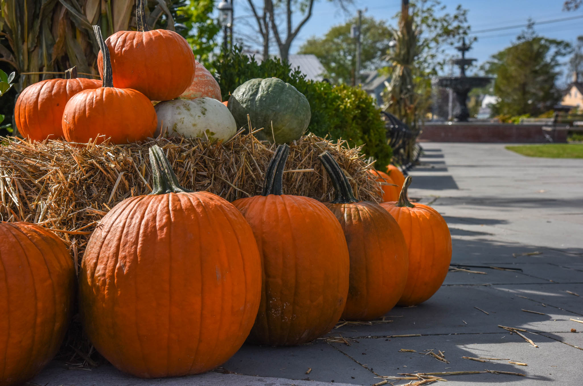 Pumpkins At Rotary Park