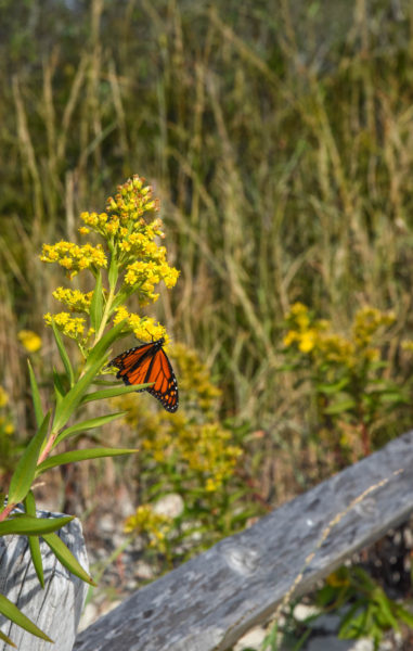Monarch Butterfly at The Point