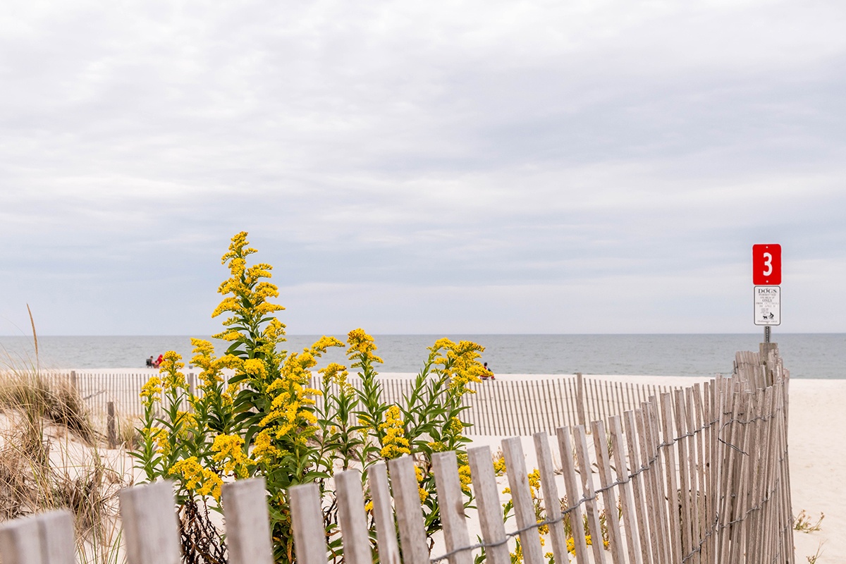 Yellow flowers in the dunes at the beach on a cloudy day