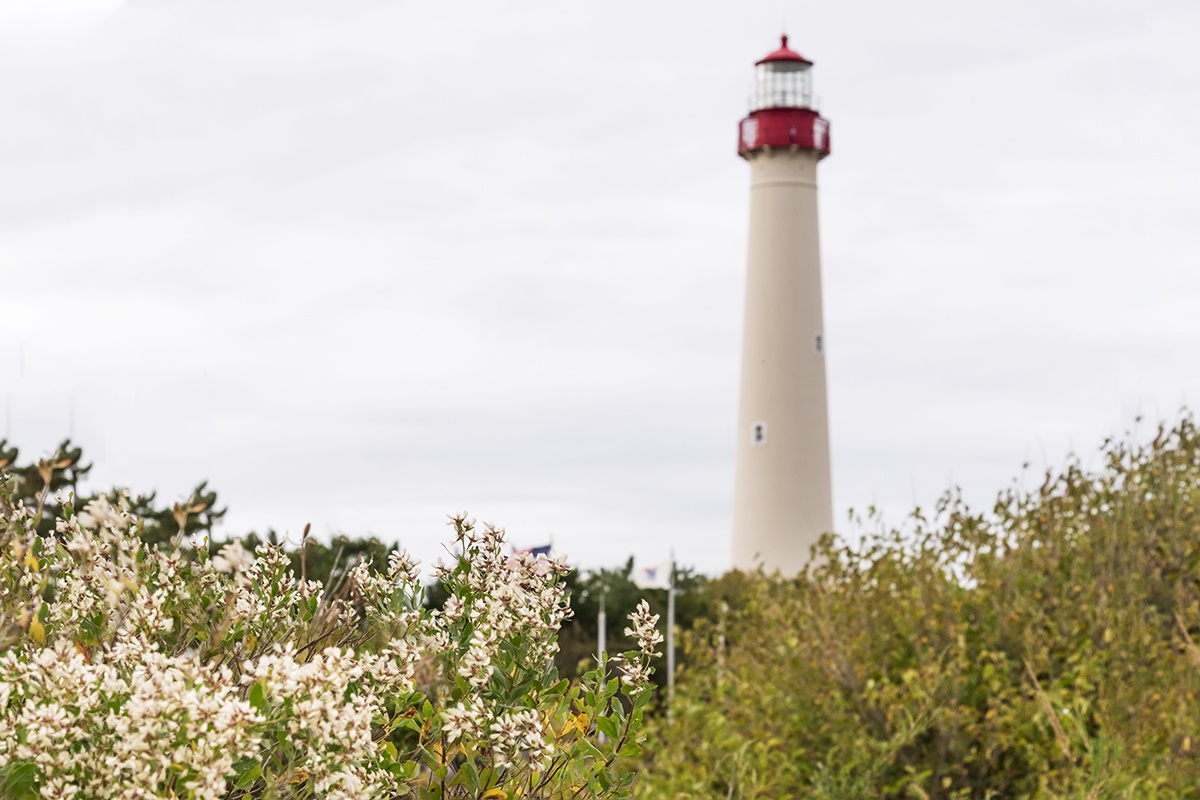 Cape May Lighthouse in the distance on a cloudy day with white flowers and green bushes in the foreground