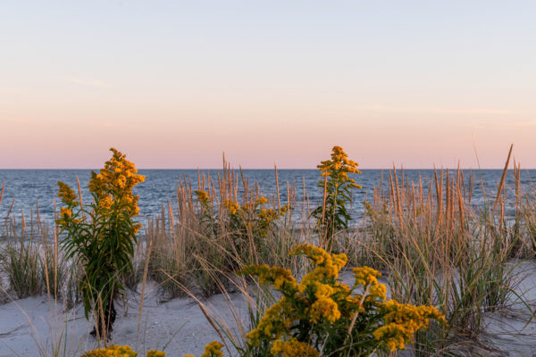 Fall Colors in the Dunes