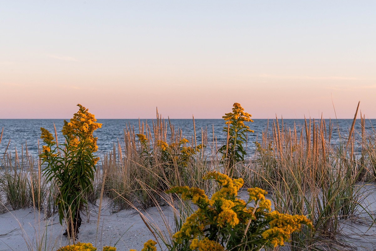 Goldenrod flowers in the beach dunes with a pink sky and the ocean in the background