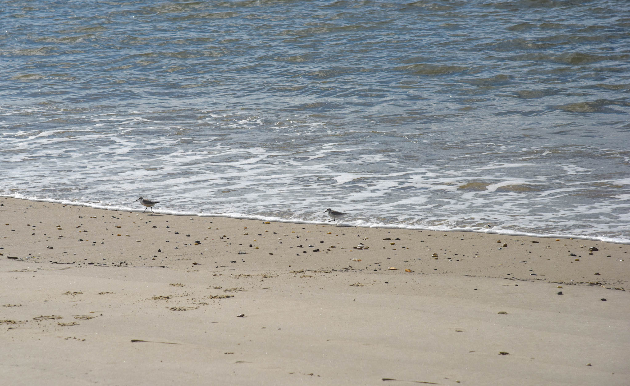 Sandpipers Running