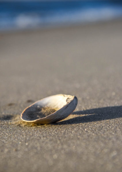 seashell on the beach