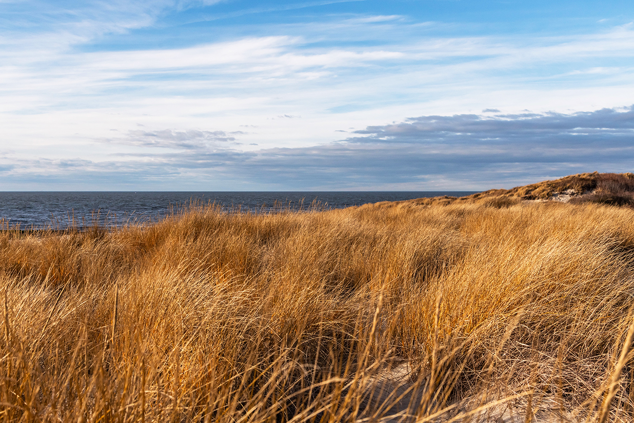 Golden beach dunes on a sunny day