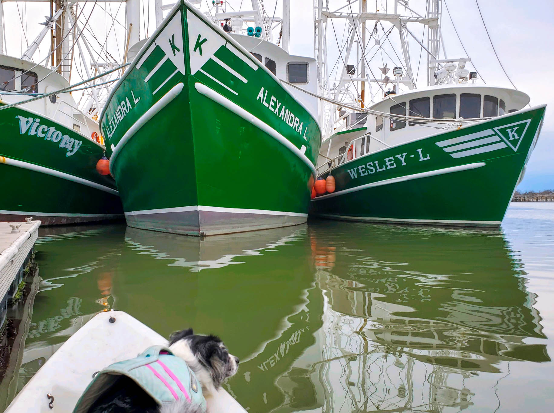 dog on a Kayak in front of fishing boats, and at the docks of the Lobster House.  