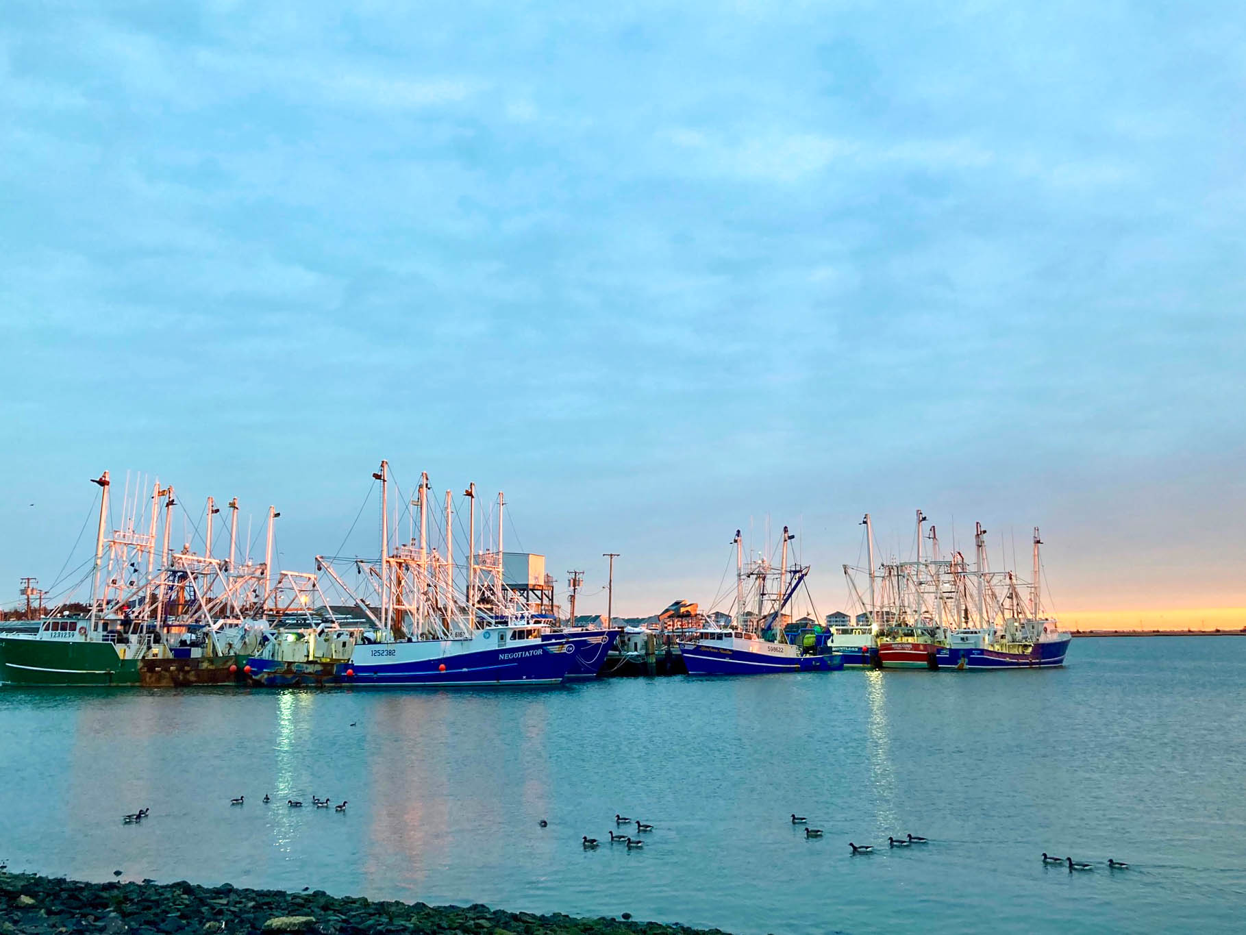 ducks on the Cape May Harbor and fishing boats behind them