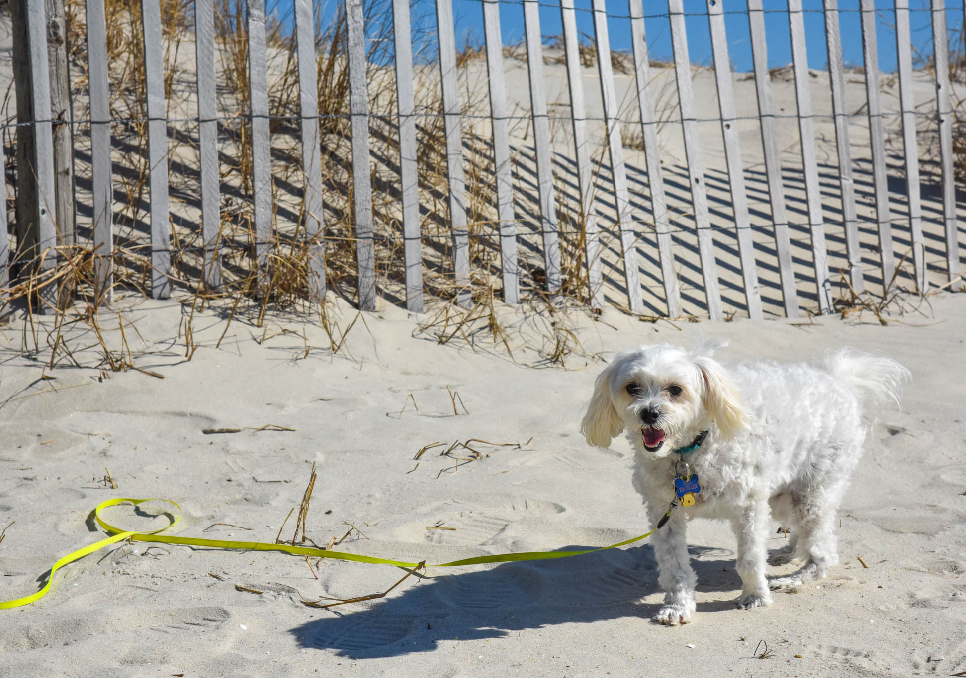 a dog on the beach his name is Milo