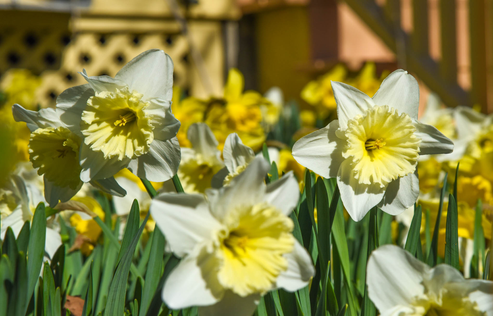 Daffodils on Washington Street
