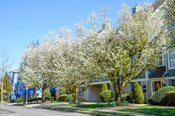 Trees are blossoming