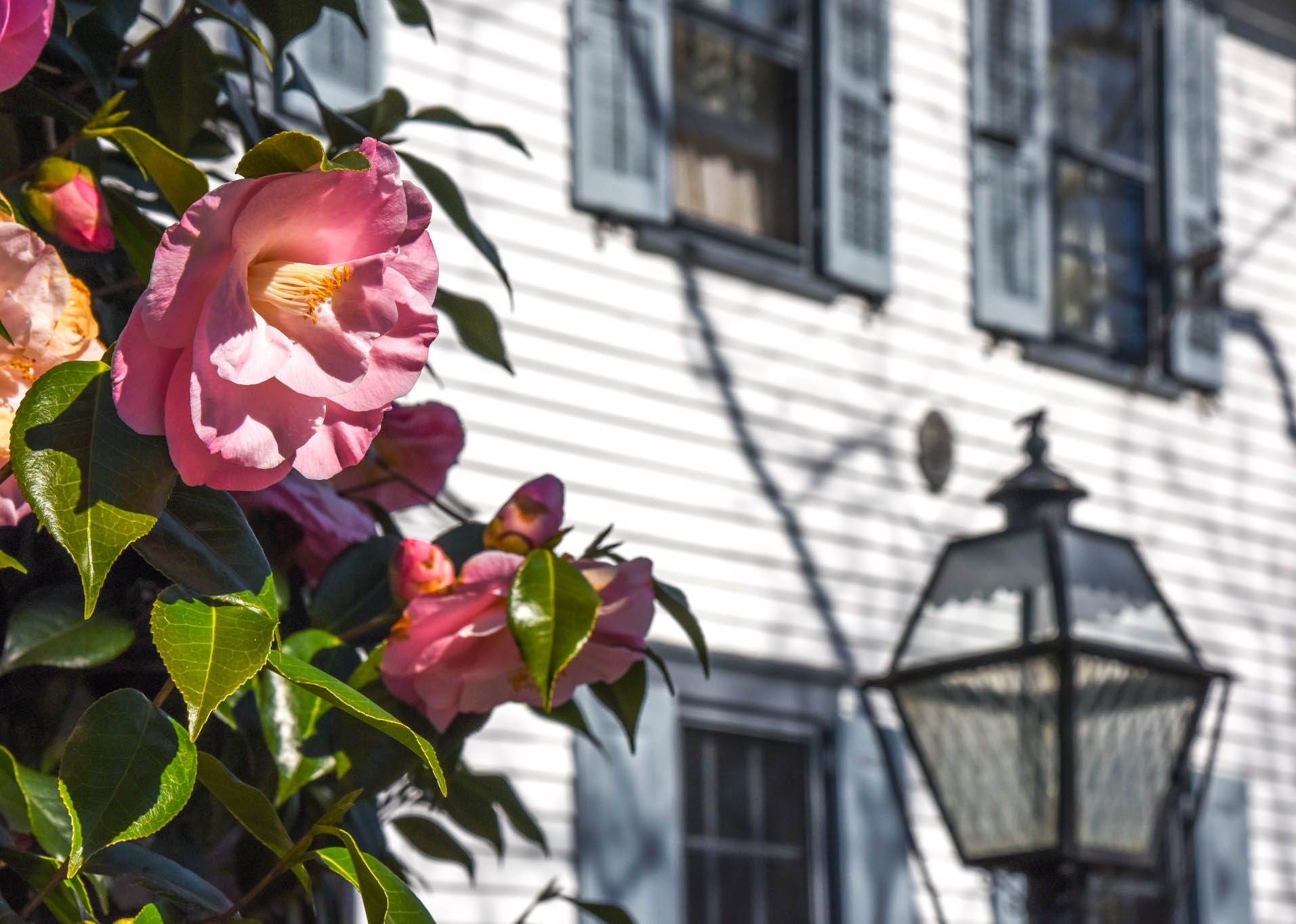 Flowers on Hughes St. This is at the Cherry House.