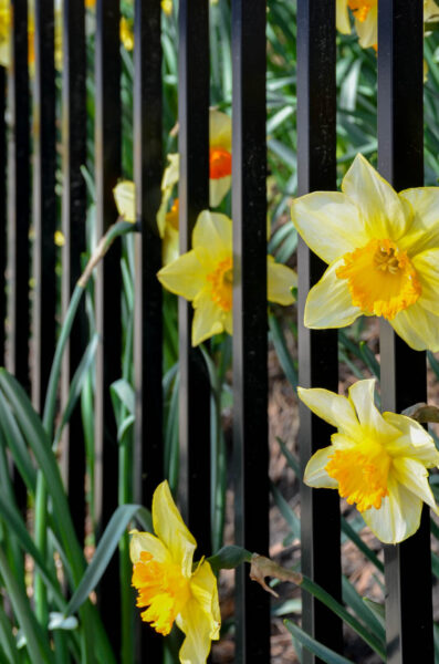 daffodils peaking out of the fence