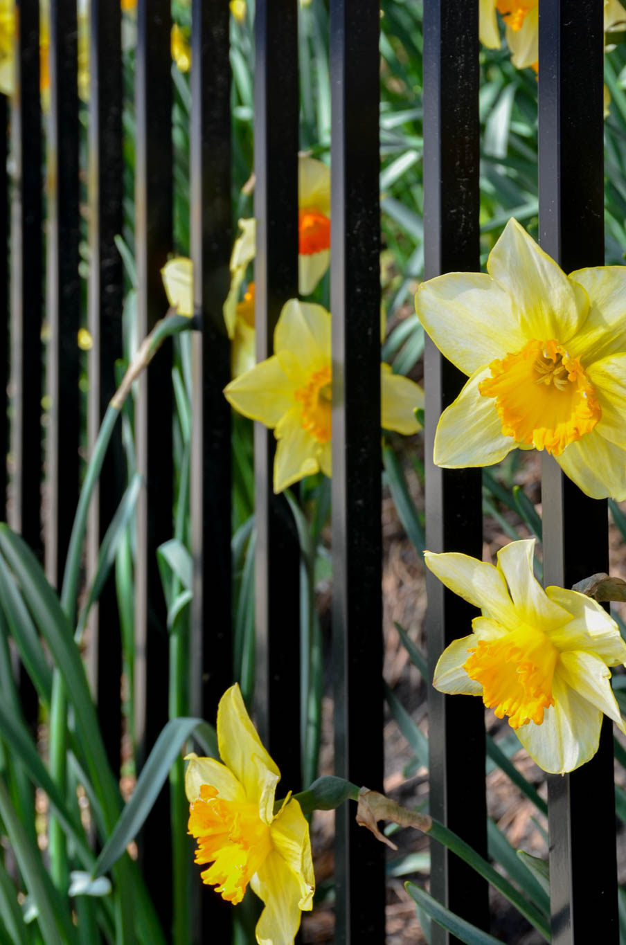 daffodils peaking out of the fence 