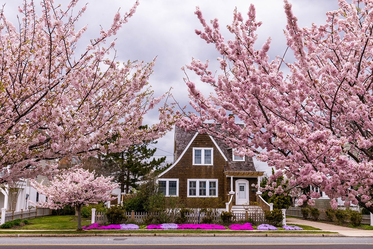 Pink cherry trees with a cedar shake brown house in the background