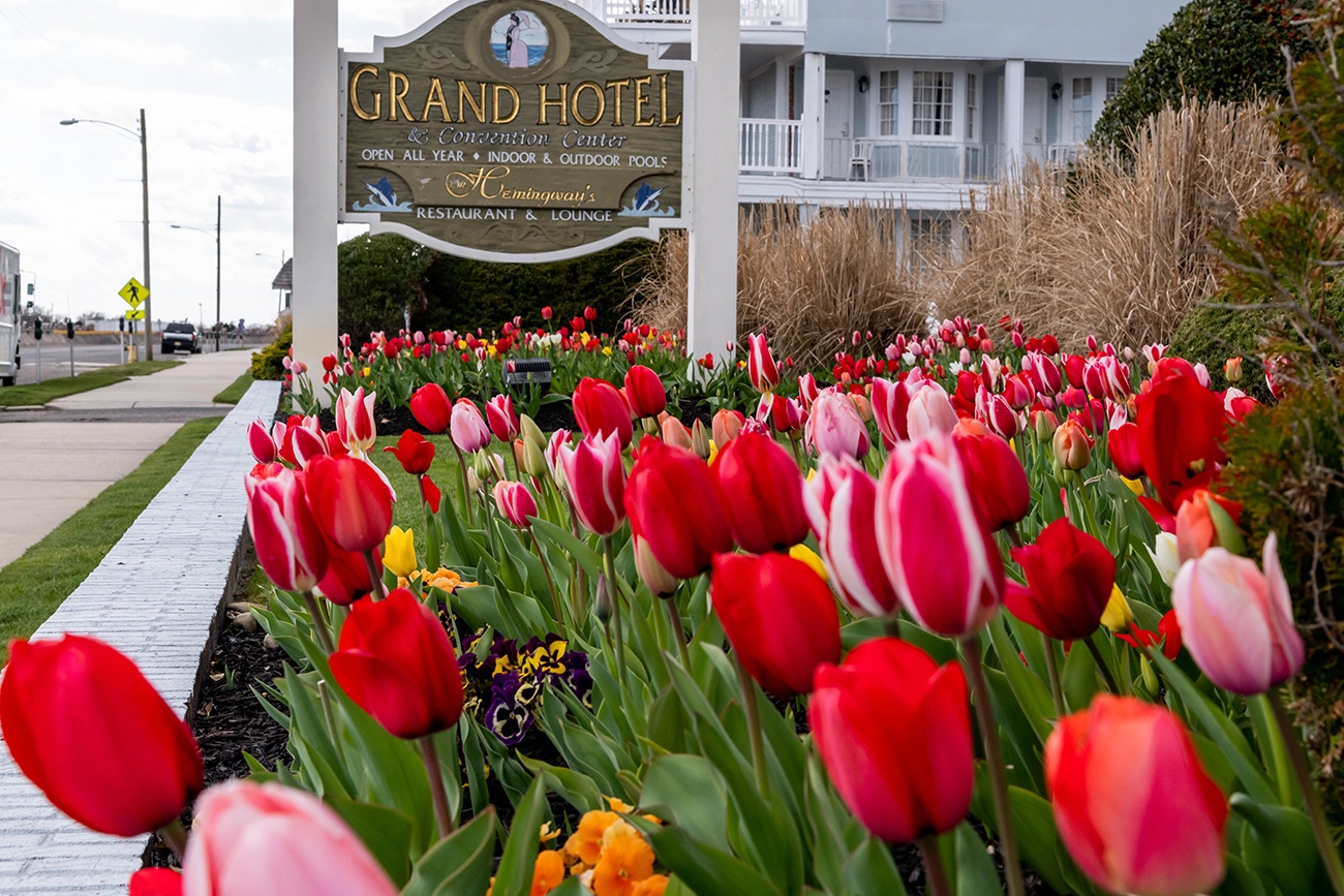 Colorful tulips at the Grand Hotel