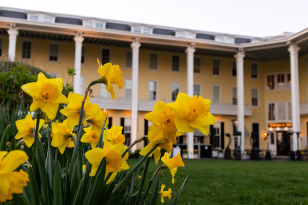 Daffodils on the Front Lawn