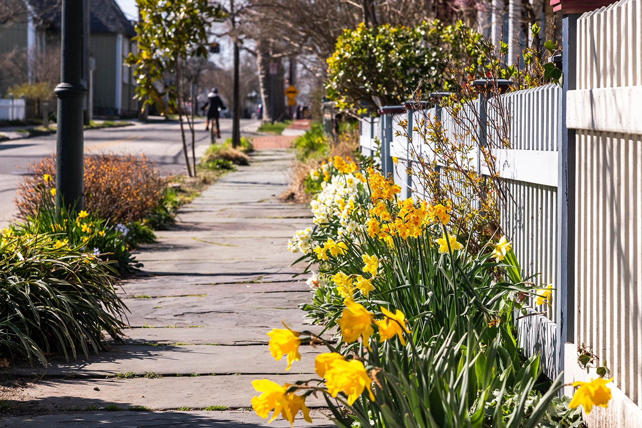 Bright yellow daffodils along a sidewalk on a sunny day