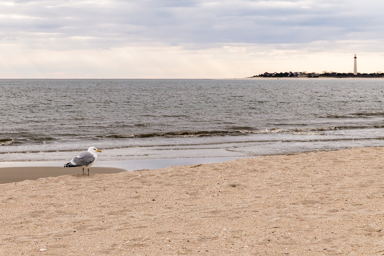 A seagull on the beach on a cloudy day with the lighthouse in the distance