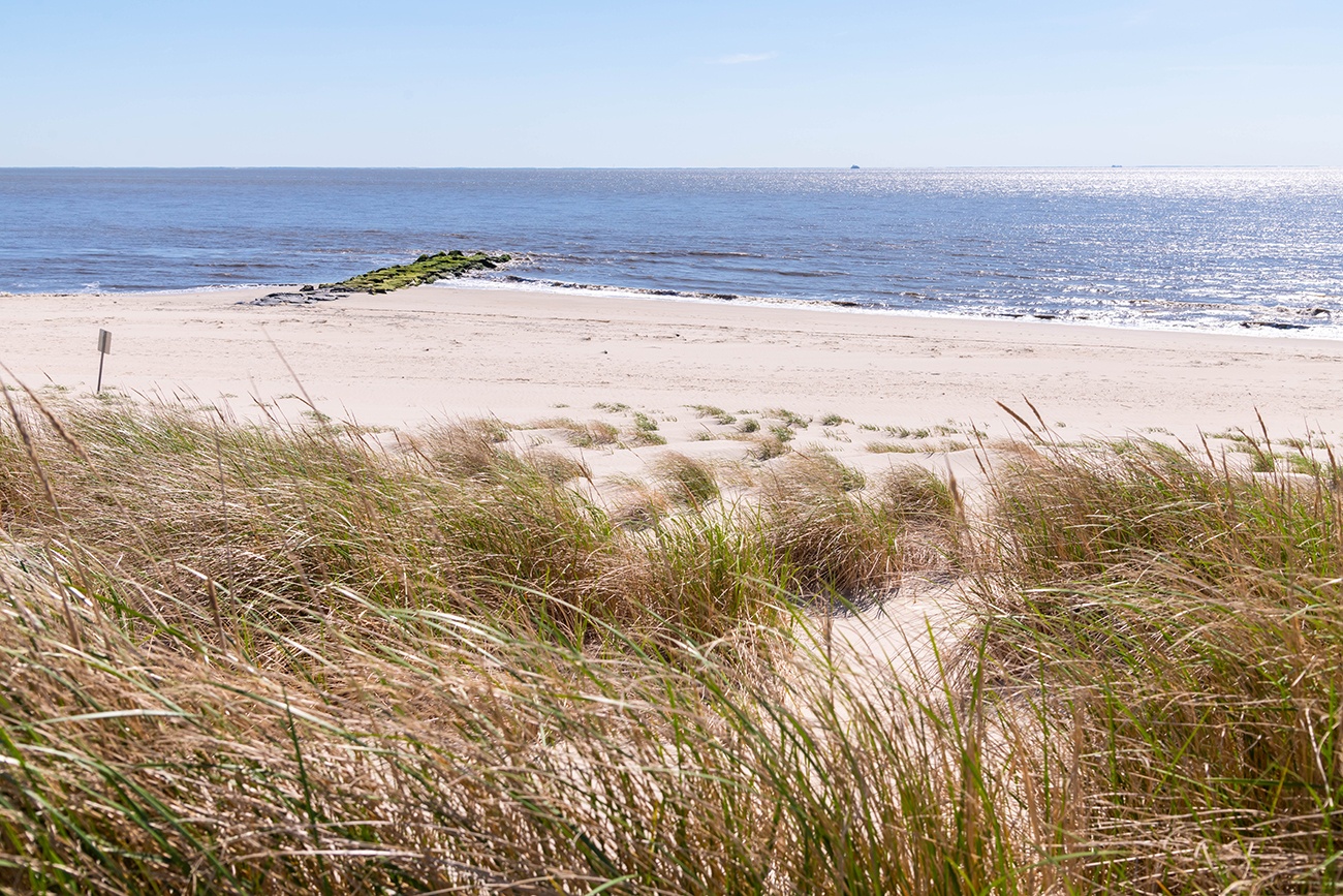 Beach dunes blowing in the wind on a sunny day with the ocean in the distance